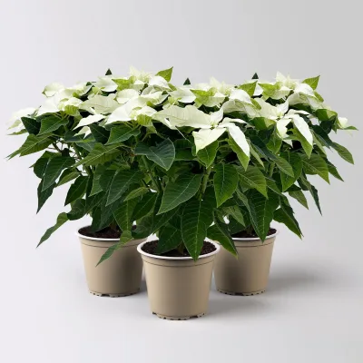 Bio Herbsttern, Euphorbia 'Princettia®', weiß, Topf-Ø 12 cm, 3 Pflanzen