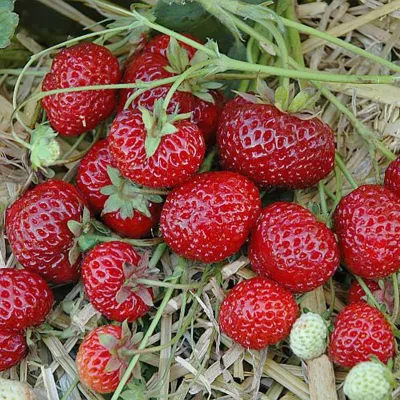 Bio Hummi® Erdbeere 'Neue Mieze', Topf 11x11cm, 3 Pflanzen