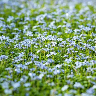Bio Isotoma fluviatilis, hellblau, Topf-Ø 12 cm, 3 Pflanzen