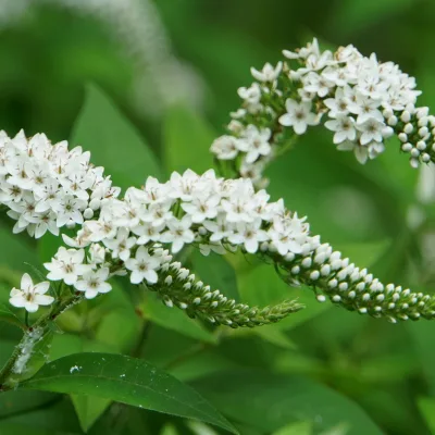 Bio Lysimachia clethroides weiß, Topf 11x11 cm, 3 Pflanzen