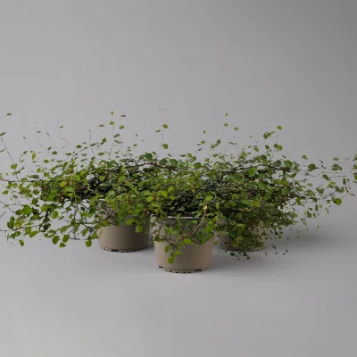 Bio Mühlenbeckia complexa, weiß, Topf-Ø 12 cm, 3 Pflanzen
