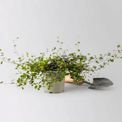 Bio Mühlenbeckia complexa, weiß, Topf-Ø 12 cm