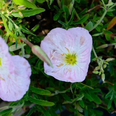 Bio Nachtkerze 'Siskiyou Pink' rosa, Topf 11x11 cm