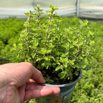 Bio Oregano 'Supreme', Topf-Ø 12 cm