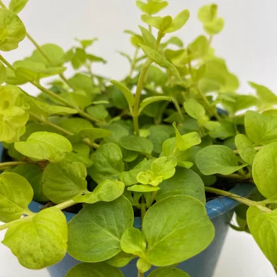 Bio Pfennigkraut 'Goldilocks', gelb, Topf-Ø 12 cm, 6 Pflanzen