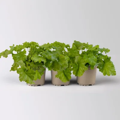 Bio Purpurglöckchen 'Apple Twist', rot bis apfelgrün, Topf-Ø 12 cm, 3 Pflanzen