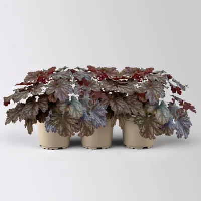 Bio Purpurglöckchen Baby Bells 'Cinnamon Glaze', Topf-Ø 12 cm, 3 Pflanzen