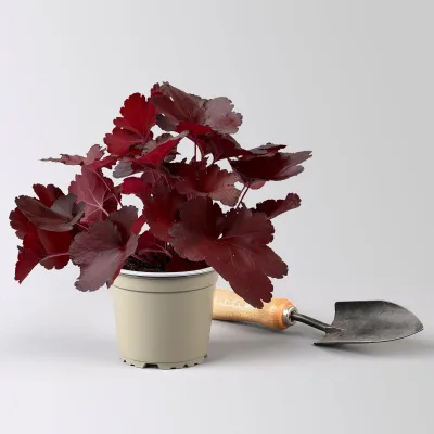 Bio Purpurglöckchen 'Fire Alarm', rot, Topf-Ø 12 cm
