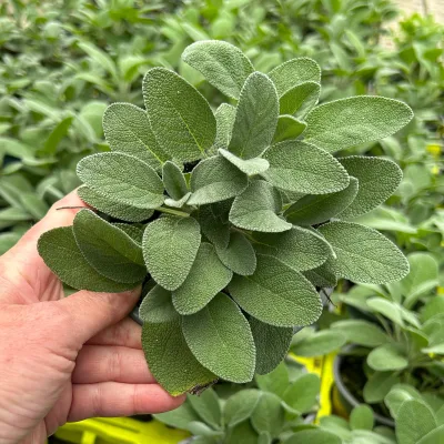 Bio Salbei großblättrig, Topf-Ø 12cm