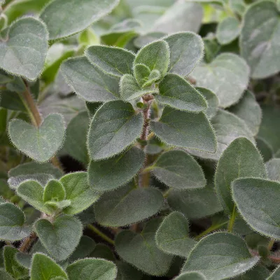 Bio Scharfer Oregano 'Hot & Spicy', Topf-Ø 12 cm