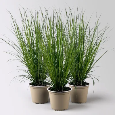 Bio Segge, dunkelgrün, Topf-Ø 12 cm, 3 Pflanzen