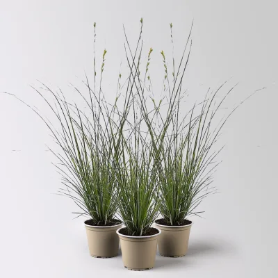 Bio Segge, grün-gelb, Topf-Ø 12 cm, 3 Pflanzen