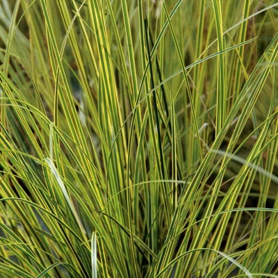 Bio Segge, grün-gelb, Topf-Ø 12 cm