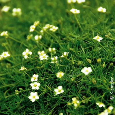 Bio Sternmoos 'Irish Moos', weiß, Topf-Ø 12 cm, 3 Pflanzen