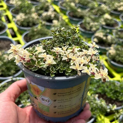 Bio Thymian 'Foxley', Topf-Ø 12cm