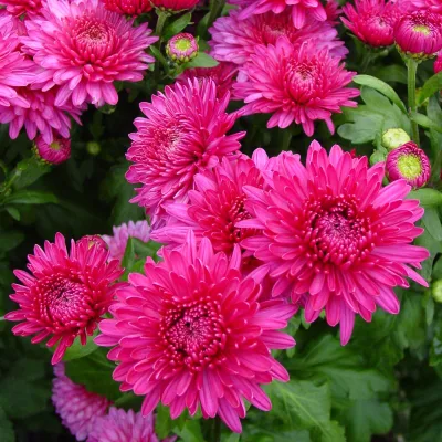 Bio Winteraster, rosa/pink Topf 11x11 cm