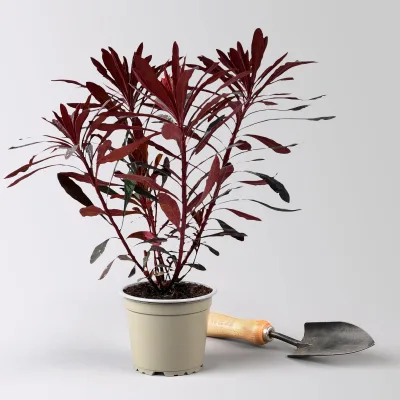 Bio Wolfsmilch 'Miner's Merlot', grün-dunkelviolett, Topf-Ø 12 cm