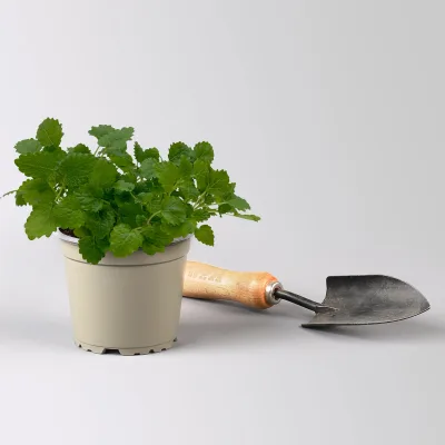 Bio Zitronenmelisse, Topf-Ø 12 cm