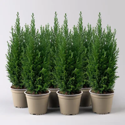 Blaue Kegelzypresse 'Ellwoodii', Topf-Ø 13 cm, 6 Pflanzen