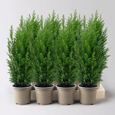 Blaue Kegelzypresse 'Ellwoodii', Topf-Ø 9 cm, 8 Pflanzen