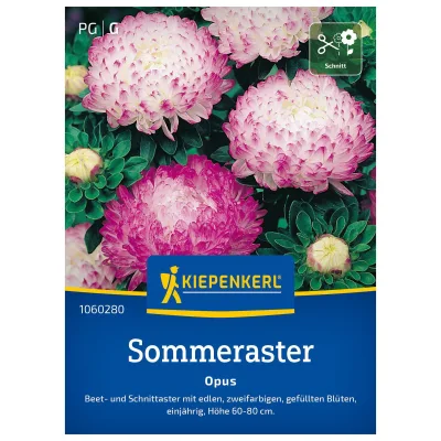 Blumensamen, Aster 'Opus', weiß & rosa
