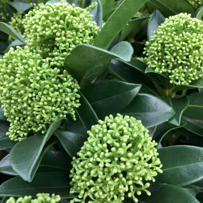 Blütenskimmie 'White Globe'®, Skimmia japonica, weiß, 2er Set, Topf 13 cm Ø