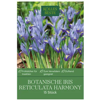 Botanische Iris Reticulata Harmony blau, 15 Blumenzwiebeln