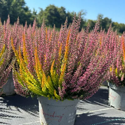 Calluna 'Beauty Ladies® Symphony', Farbe zufällig, Topf-Ø 12 cm, 3 Pflanzen