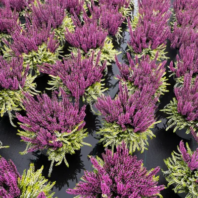 Calluna 'Colour Crown', zweifarbig, lila-weiß, Topf-Ø 13 cm, 3 Pflanzen