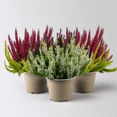 Calluna 'Colour Crown', zweifarbig, zufällig, Topf-Ø 13 cm, 3 Pflanzen