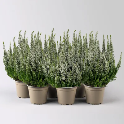 Calluna 'First Ladies®', weiß, Topf-Ø 11 cm, 6 Pflanzen