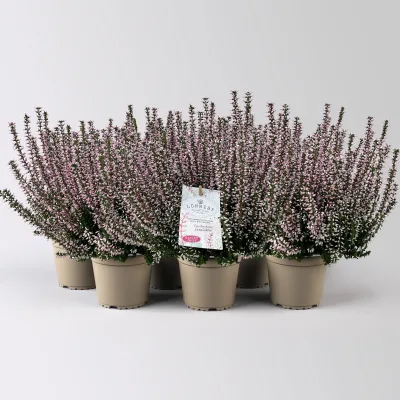 Calluna 'Garden Girls® Lönneby', rosa, Topf-Ø 13 cm, 6 Pflanzen