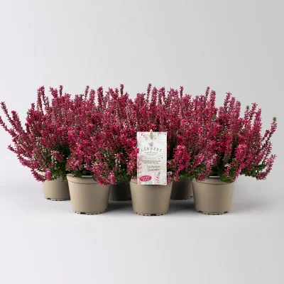 Calluna 'Garden Girls® Lönneby', rot, Topf-Ø 13 cm, 6 Pflanzen