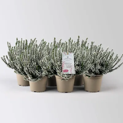 Calluna 'Garden Girls® Lönneby', weiß, Topf-Ø 13 cm, 6 Pflanzen