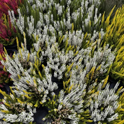 Calluna 'Lemon Cheesecake' Trio, weiß-gelb, Topf-Ø 13 cm, 4 Pflanzen