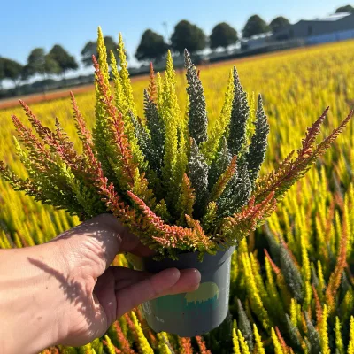 Calluna 'SKYLINE® Trio', gelb-orange-grau, Topf-Ø 11 cm, 6 Pflanzen