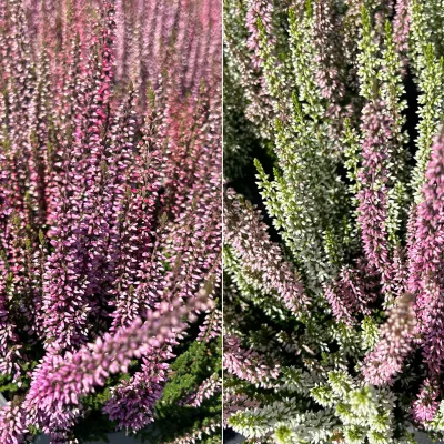 Calluna 'Twin', Farben zufällig, Topf-Ø 10,5 cm, 6 Pflanzen
