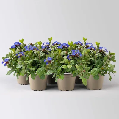Chinesischer Bleiwurz, blau, Topf-Ø 13 cm, 6 Pflanzen