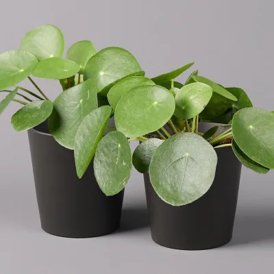 Chinesischer Geldbaum in Topf anthrazit, Topf-Ø 12 cm, H: ca. 20 cm, 2 Pflanzen