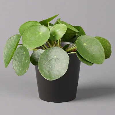 Chinesischer Geldbaum in Topf Dallas anthrazit, Topf-Ø 12 cm, H: ca. 20 cm