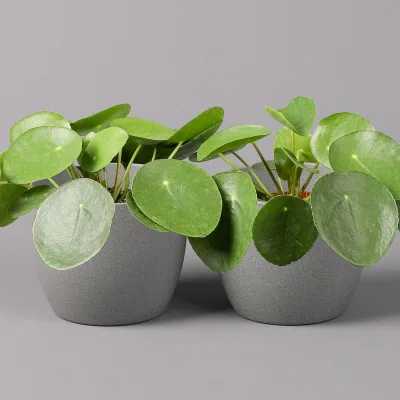 Chinesischer Geldbaum, Topf-Ø 12 cm, Höhe ca. 20 cm, 2 Pflanzen