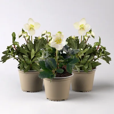 Christrose 'Christmas Carol', weiß, Topf-Ø 12 cm, 3 Pflanzen