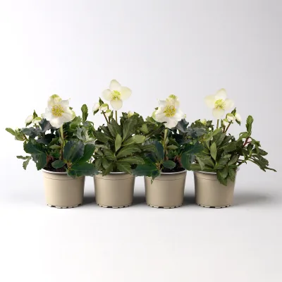 Christrose 'Christmas Carol' weiß, Topf-Ø 9 cm, 4er-Set