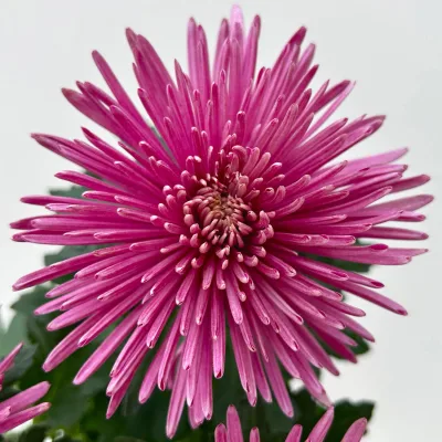 Chrysantheme 'Anastasia', lila, großblumig, Topf-Ø 13 cm, 3 Pflanzen