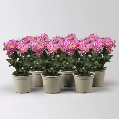 Chrysantheme 'Artistic Armin', lila-weiß, Topf-Ø 12 cm, 6 Pflanzen