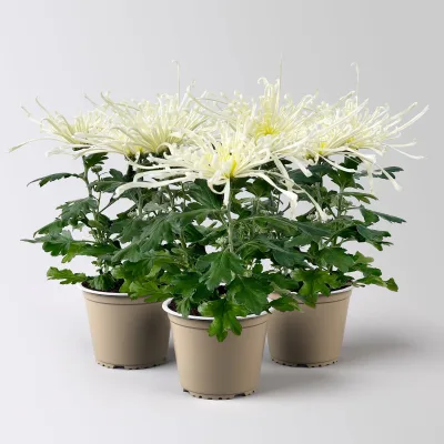 Chrysantheme 'Chrysanne® Fireworks Cream', creme, Topf-Ø 13 cm, 3 Pflanzen