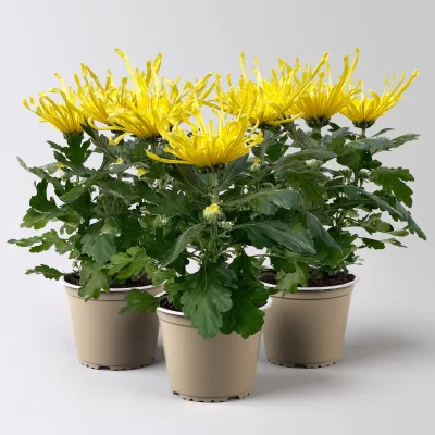 Chrysantheme 'Chrysanne® Fireworks Yellow', gelb, Topf-Ø 13 cm, 3 Pflanzen