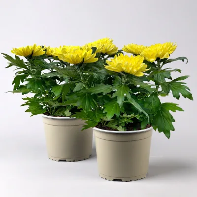 Chrysantheme 'Chrysanne® Zembla', gelb, großblumig, Topf-Ø 17 cm, 2 Pflanzen