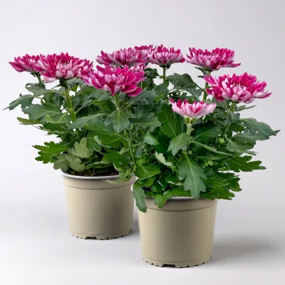 Chrysantheme 'Chrysanne® Zembla', lila, großblumig, Topf-Ø 17cm, 2 Pflanzen