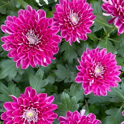 Chrysantheme 'Chrysanne® Zembla Next Purple', lila, Topf-Ø 13 cm, 6 Pflanzen
